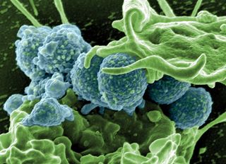 Scanning electron micrograph of Methicillin-resistant Staphylococcus aureus (MRSA) bacteria with a human white cell.