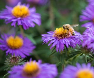 purple aster flowers and bee