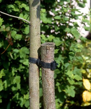 using a stake and tree ties to support a tree in an upright position