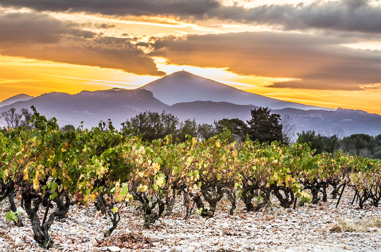 Vaucluse vines