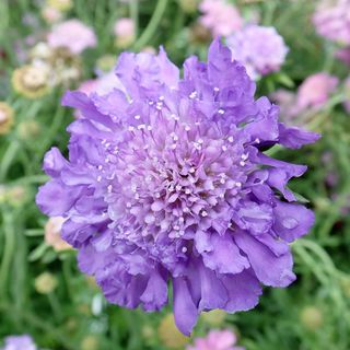 Scabiosa