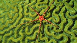 Brittle star