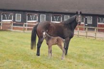 thoroughbred_(use_this).jpg