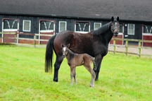 thoroughbred_(use_this).jpg