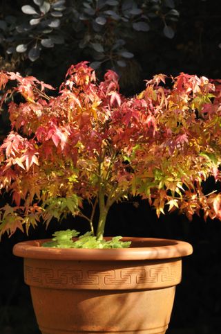 A dwarf Japanese Maple shrub with red leaves in a pot