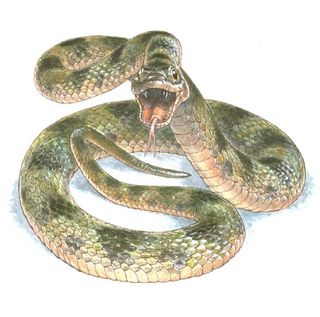 An artistic representation of the snake, classified in the Colubridae family, as it would have appeared in life.