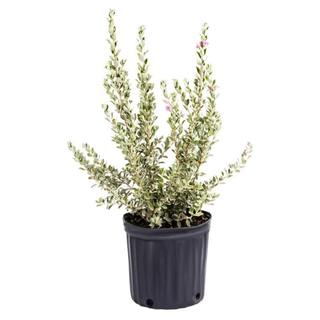 A live texas sage plant in a planter