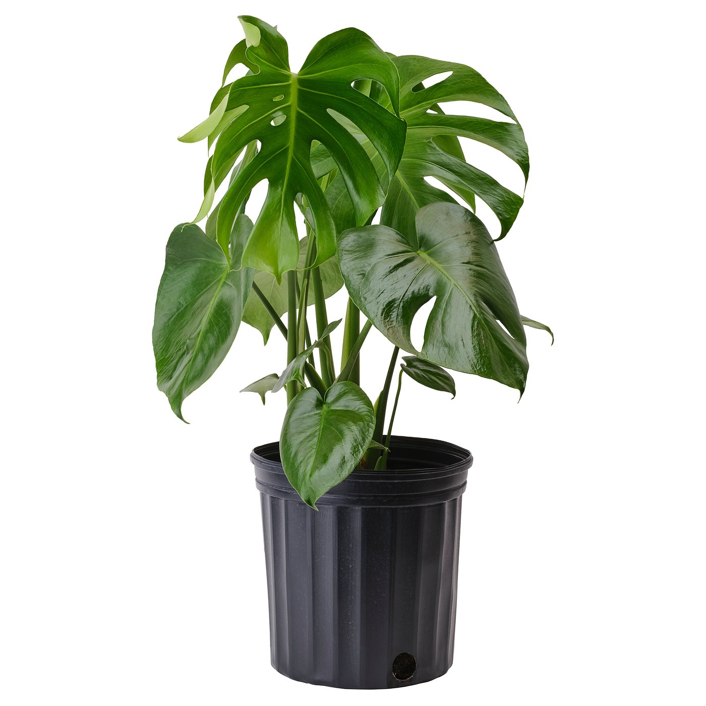 Monstera Deliciosa Potted Plant 9 &amp;frac12; "