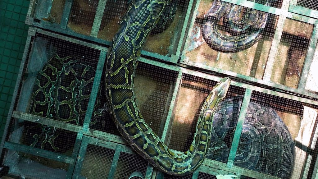 What does python taste like? Because it could be slithering onto our ...