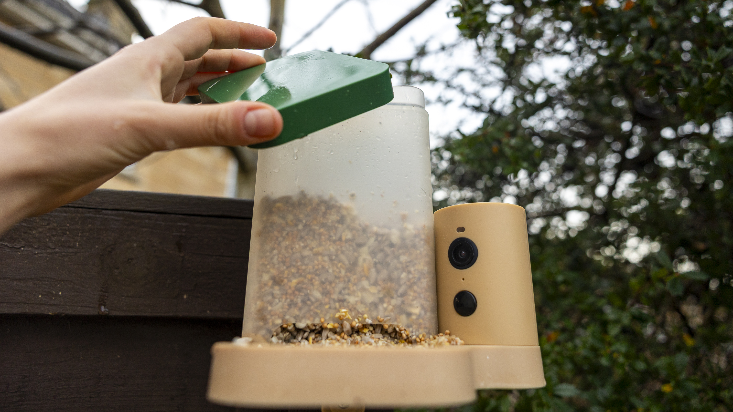 The Birdfy Rookie feeder attached to a brown fence in a UK winter garden