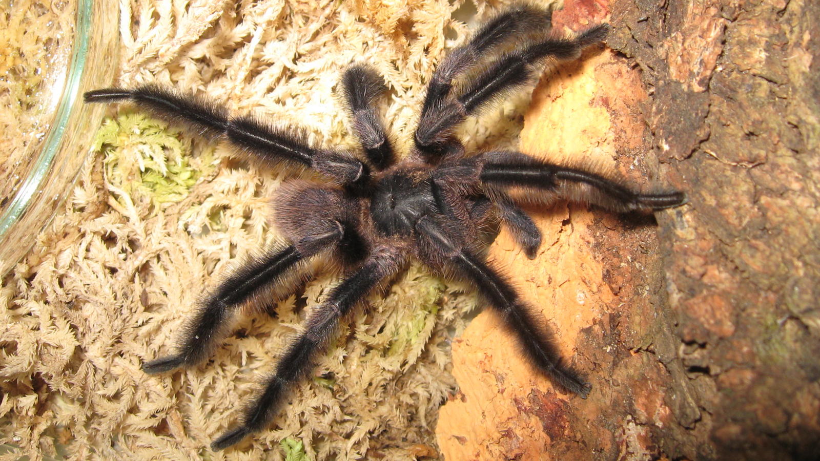 Hairy giant tarantula: The monster among mini tarantulas with 'feather duster' legs