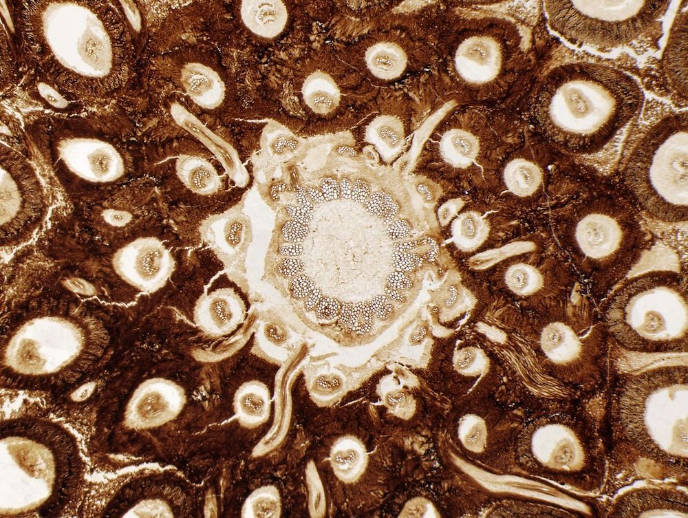 ancient fern microstructure