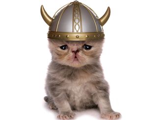 Shorthair kitten wearing a Viking hat.