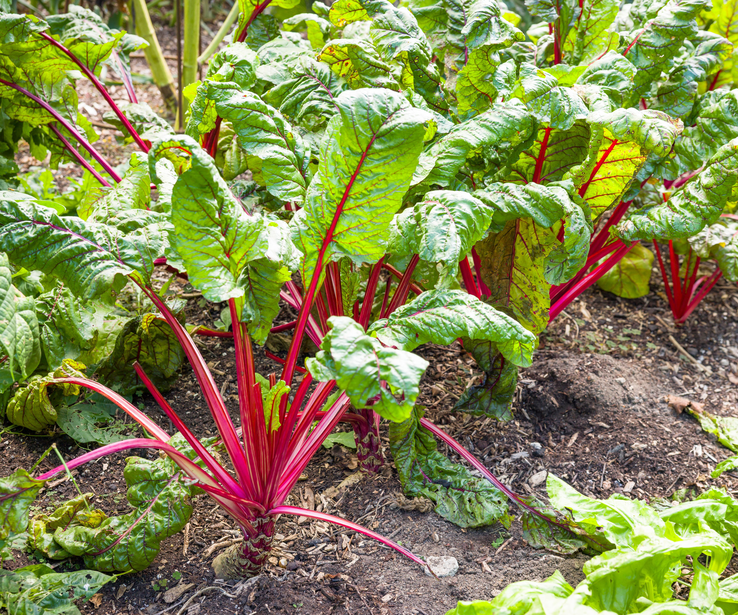 Swiss chard plants growing in garden bed
