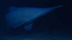 Still image from footage of a goblin shark with characteristic elongated snout in the Tonga Trench.