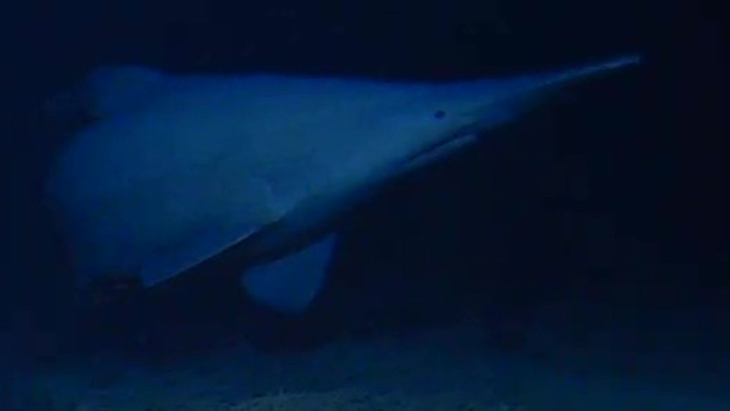 Still image from footage of a goblin shark with characteristic elongated snout in the Tonga Trench.