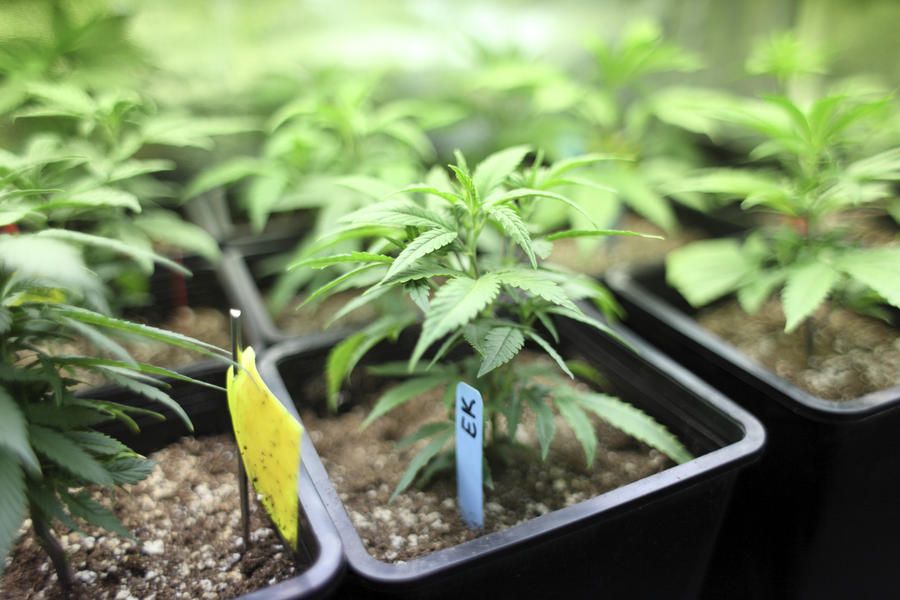 Justice Department: Native Americans can grow marijuana, even in states where it&amp;#039;s illegal