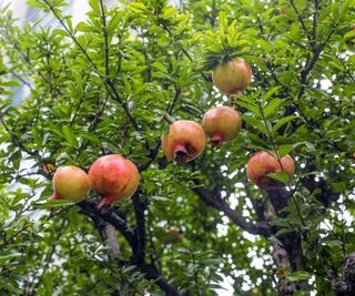 Fruits growing on the branch of a pomegranate tree