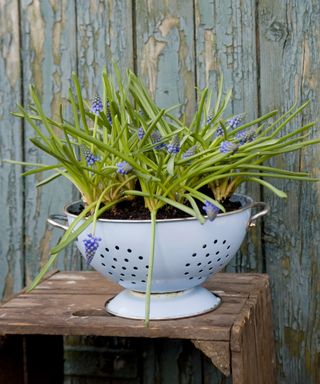 A colander used as a planter for grape hyacinths