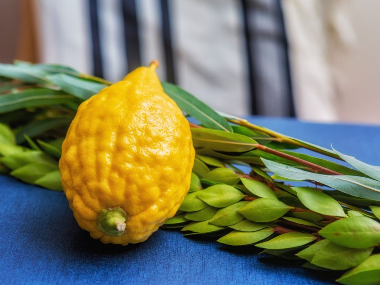 Yellow Etrog Fruit