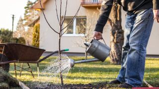 Man watering newly planted fruit tree
