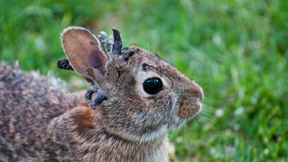 Rabbit with Shope papilloma virus