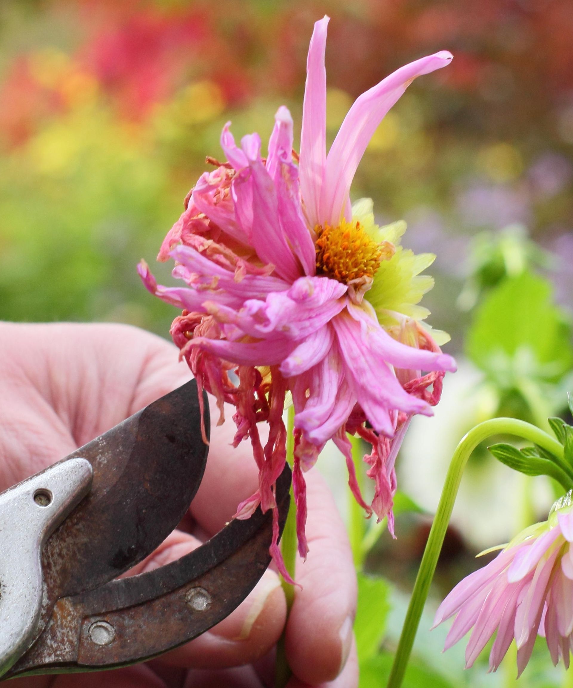 Deadheading a dahlia