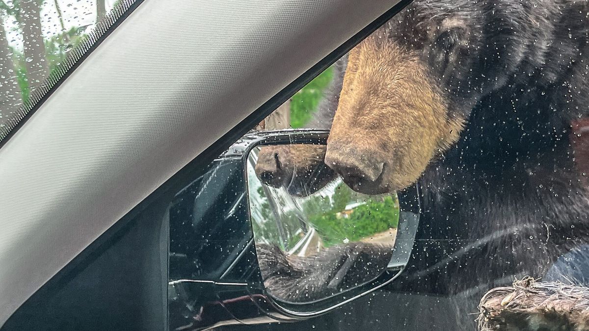 Black bear investigating car