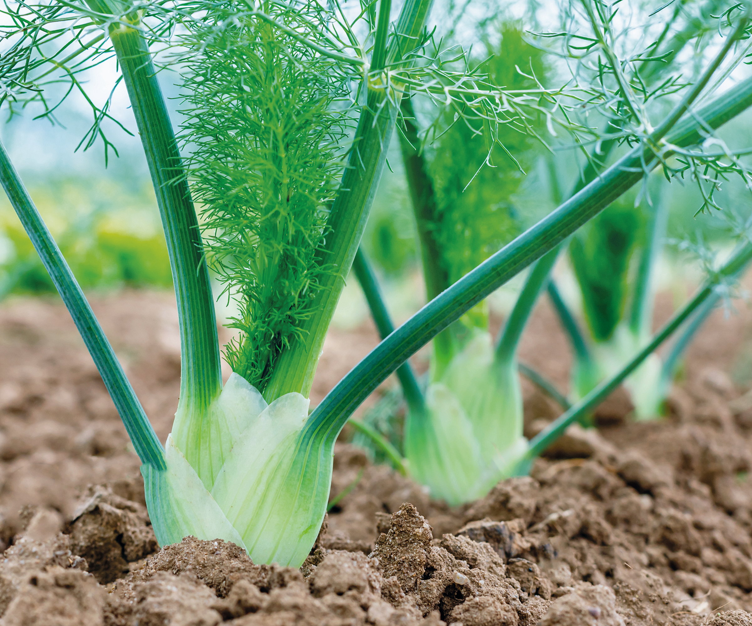 Fennel bulbs growing in the soil