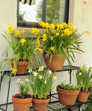 daffodils in containers on stand