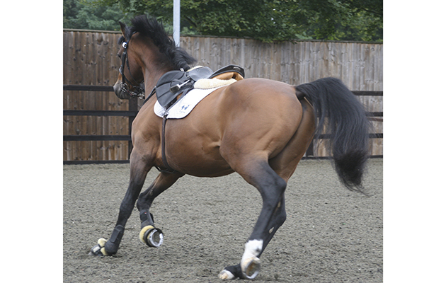 This horse adapts his gait in a way associated with lameness in all four limbs by looking to the outside of the circle on the lunge. He leans inwards and crosses the inside hindlimb under the body. Note the angulation of the right hindlimb and left forelimb