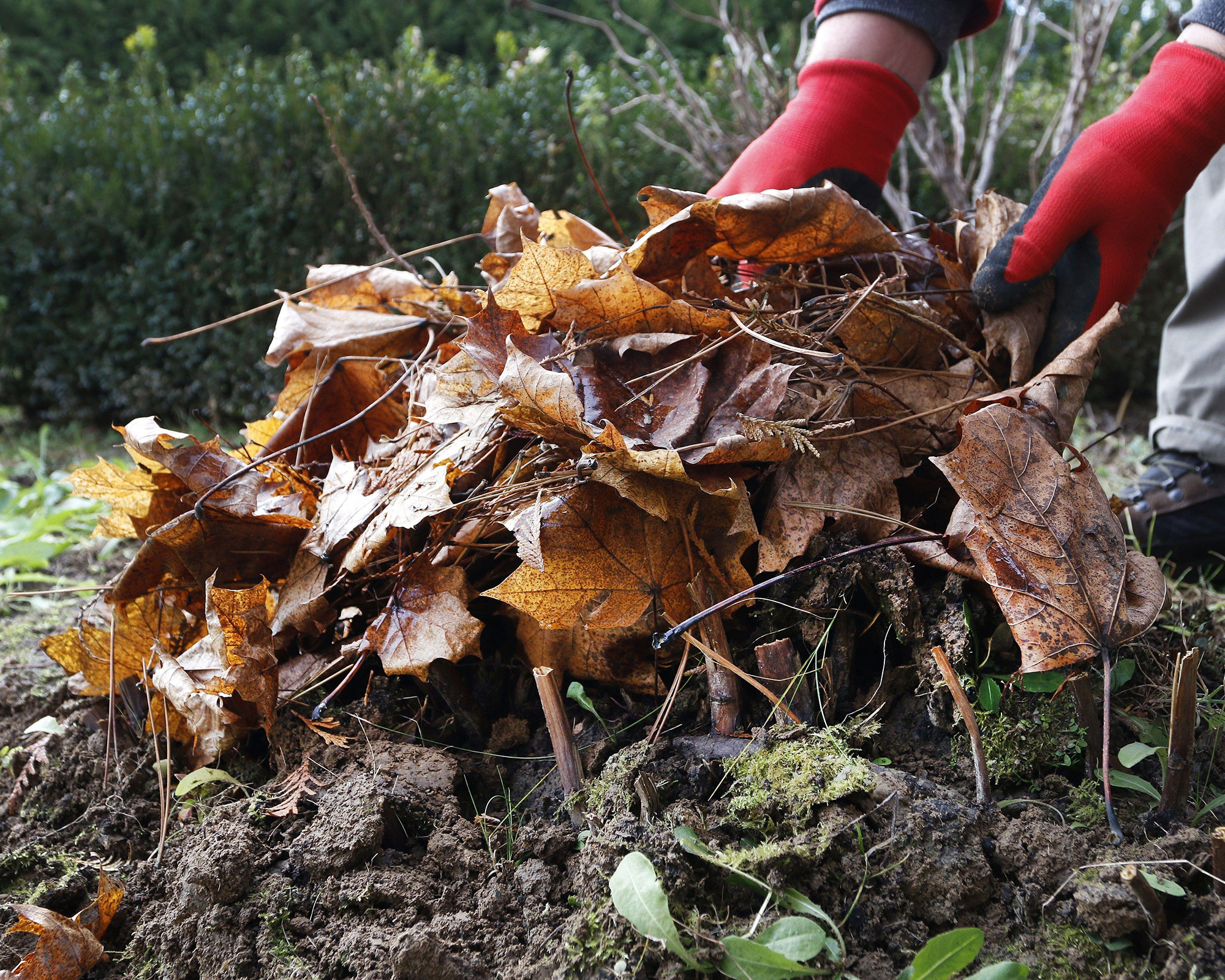 pruned peonies being mulched with leaves in autumn