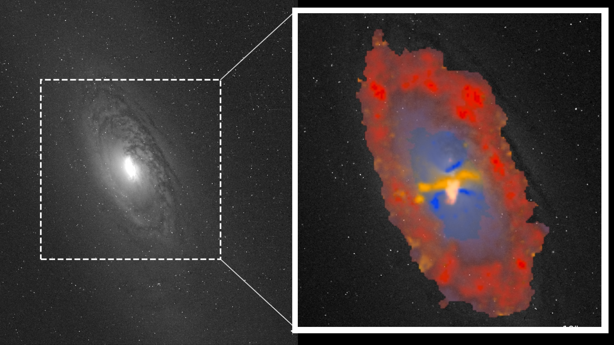 The galaxy NGC1386, shown in grayscale on the left and zoomed in to the central region on the right. The colors represent star formation in red, black-hole radiation in blue, and shocks in yellow.