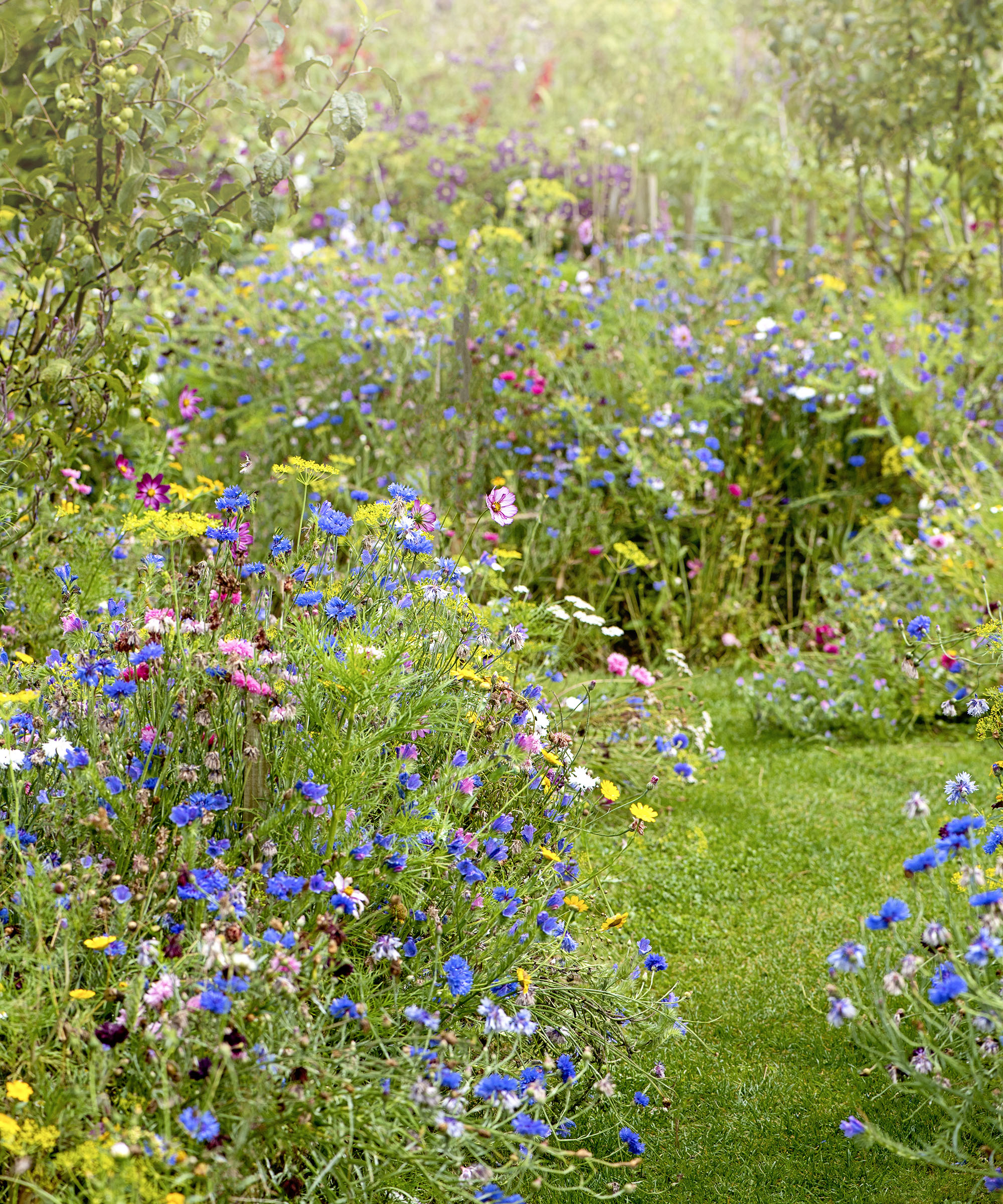 Wildflowers in cottage garden with a grass path, in the soft summer sunshine