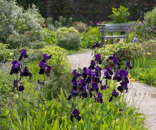 Garden with flowers