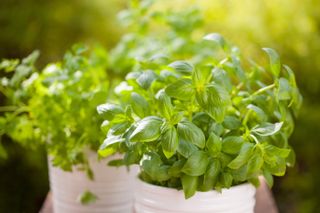 Basil in a white pot