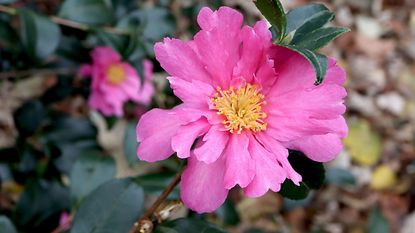 pink Camellia sasanqua x Kissi 