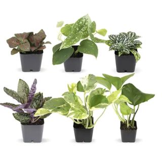 2 in. Assorted Mini-Foliage (6-Pack)