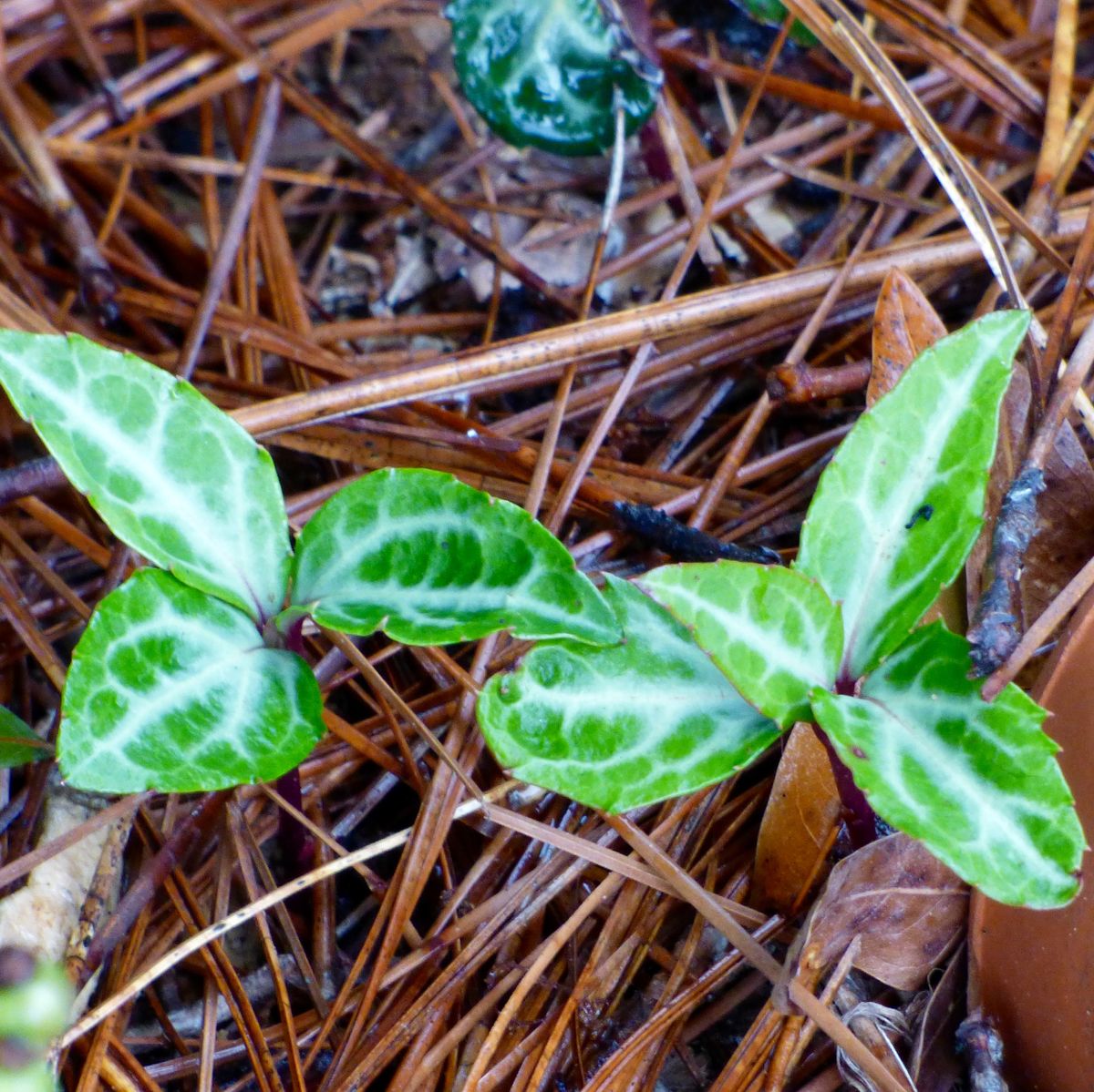 Pipsissewa Plant