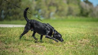 black Labrador on a lead sniffing the ground