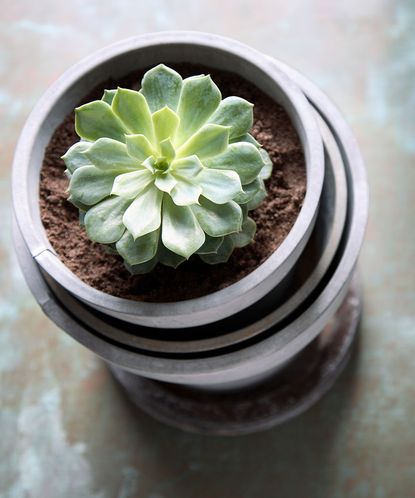 pet-friendly houseplants