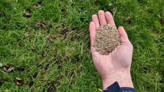 how to sow grass seed | You can sow grass seed by hand, or using a tool called a spreader.