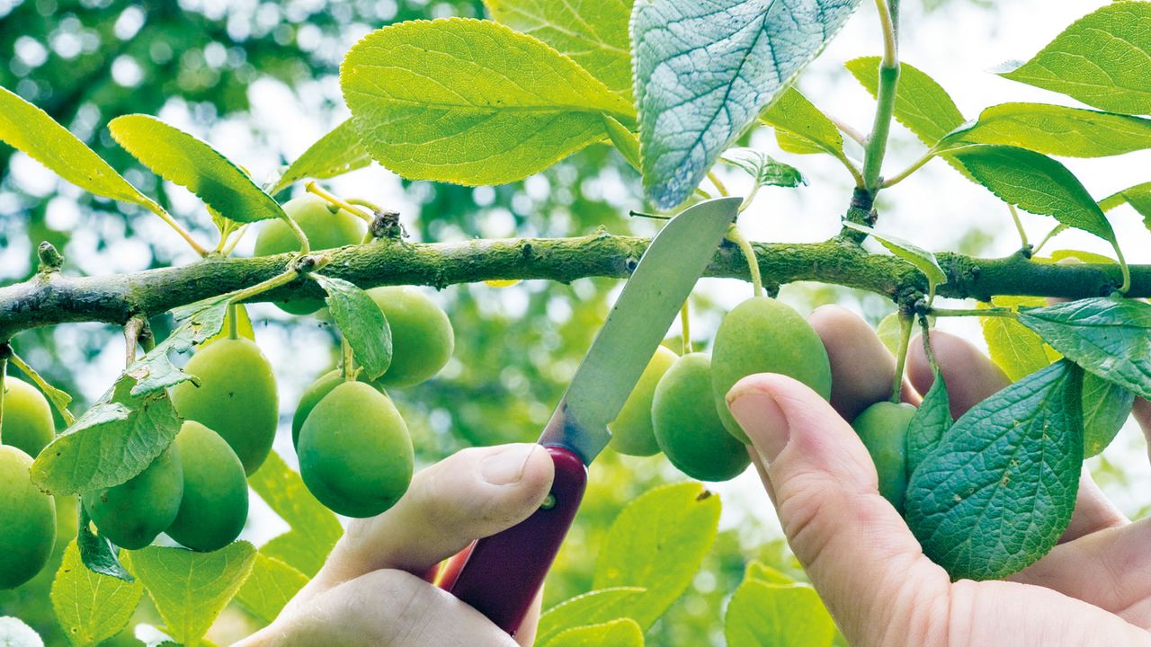 pruning a plum tree by thinning fruits with a knife