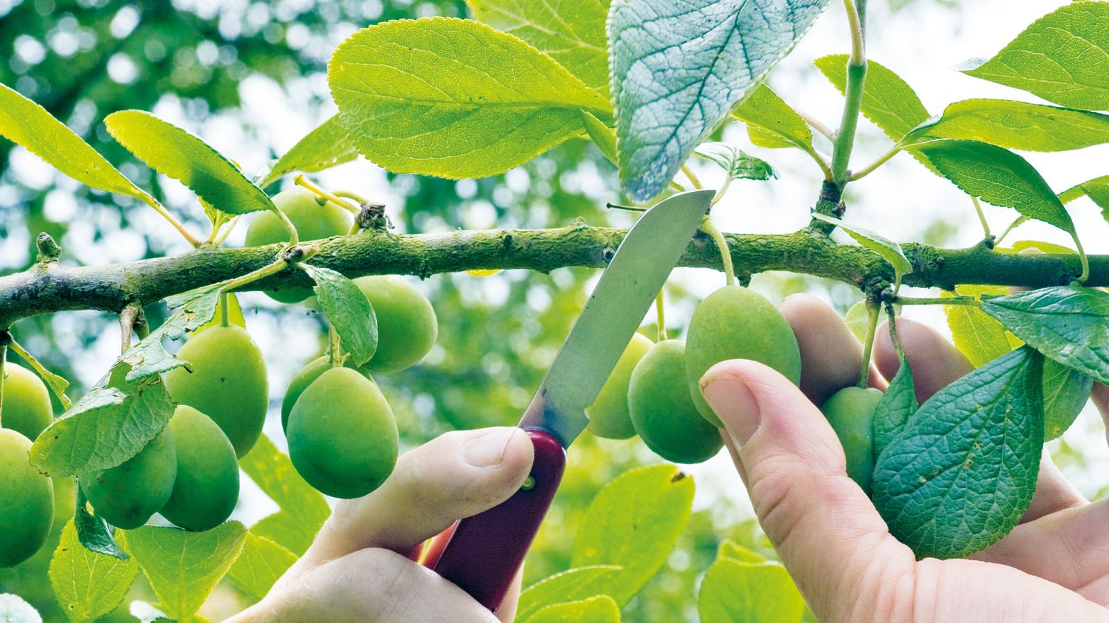 How to prune plum trees to keep them in best condition Homes & Gardens