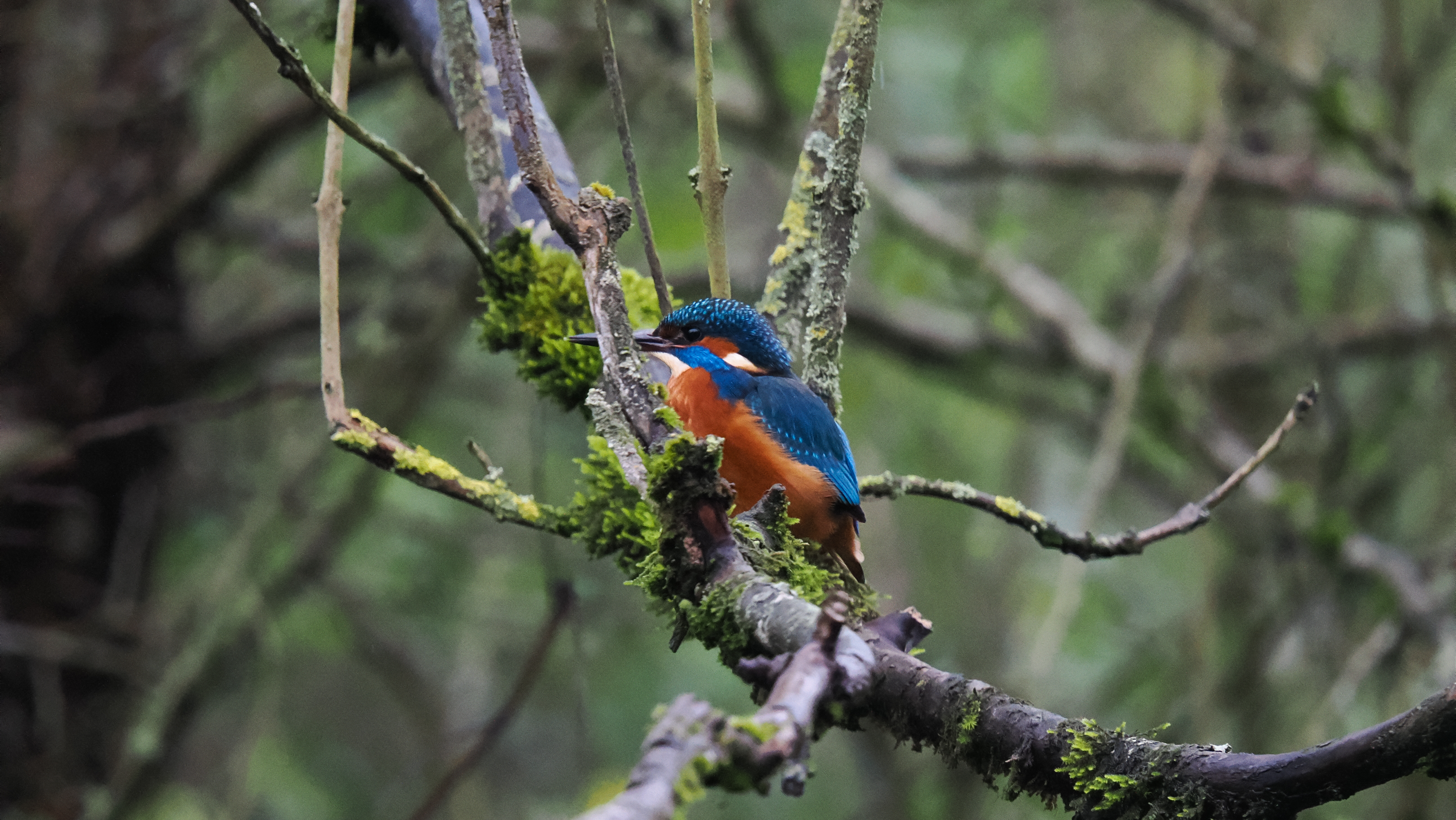 A photo taken on an OM System OM-1 Mark II Micro Four Thirds mirrorless camera