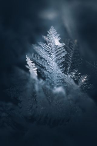 Macro frozen leaves at night tinged with blue on dark background