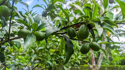 avocado fruit growing on the tree