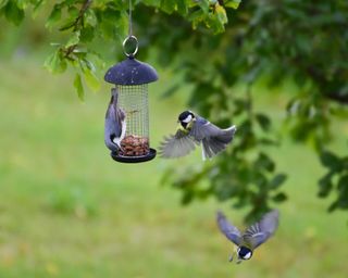 garden birds and bird feeder
