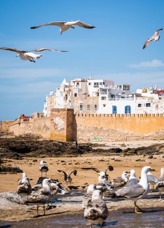 Seagulls in Morocco
