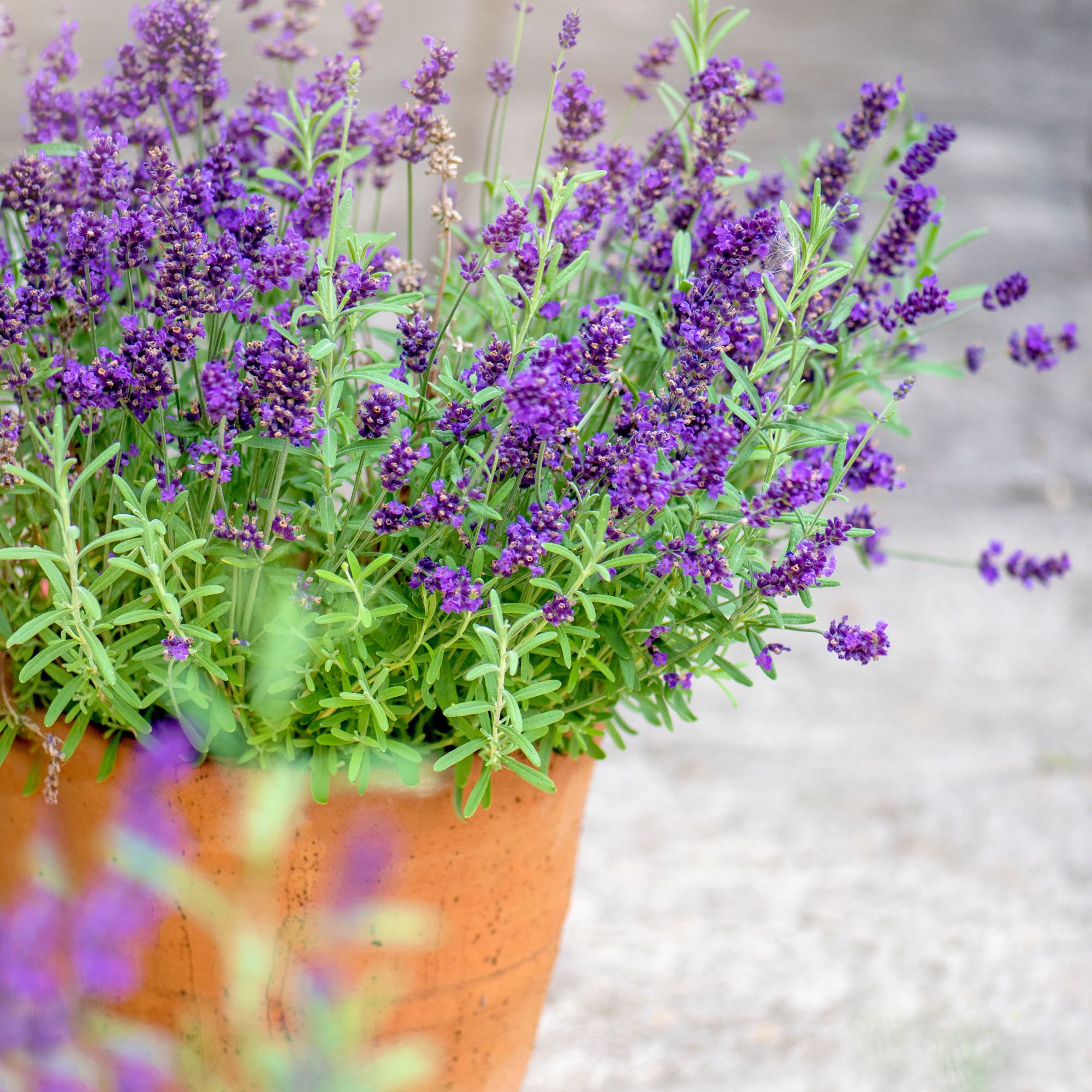 lavender in terracotta pot
